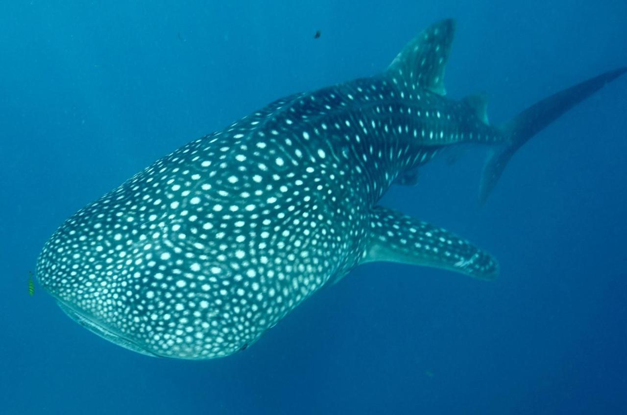 Afro Whale Shark Safari Bed and Breakfast Kilindoni Εξωτερικό φωτογραφία
